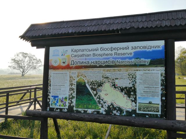 Долина нарцисів на Закарпатті відновила роботу: свіжі фото заповідника - фото 403439