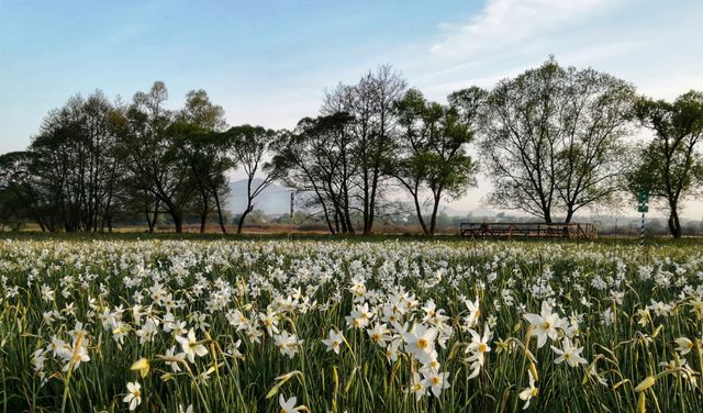 Долина нарцисів на Закарпатті відновила роботу: свіжі фото заповідника - фото 403441