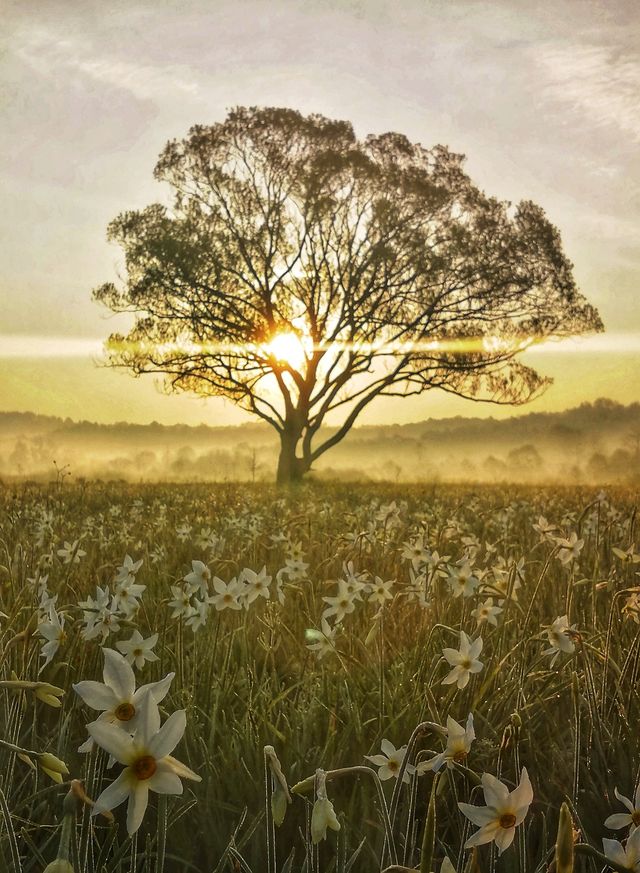 Долина нарцисів на Закарпатті відновила роботу: свіжі фото заповідника - фото 403447