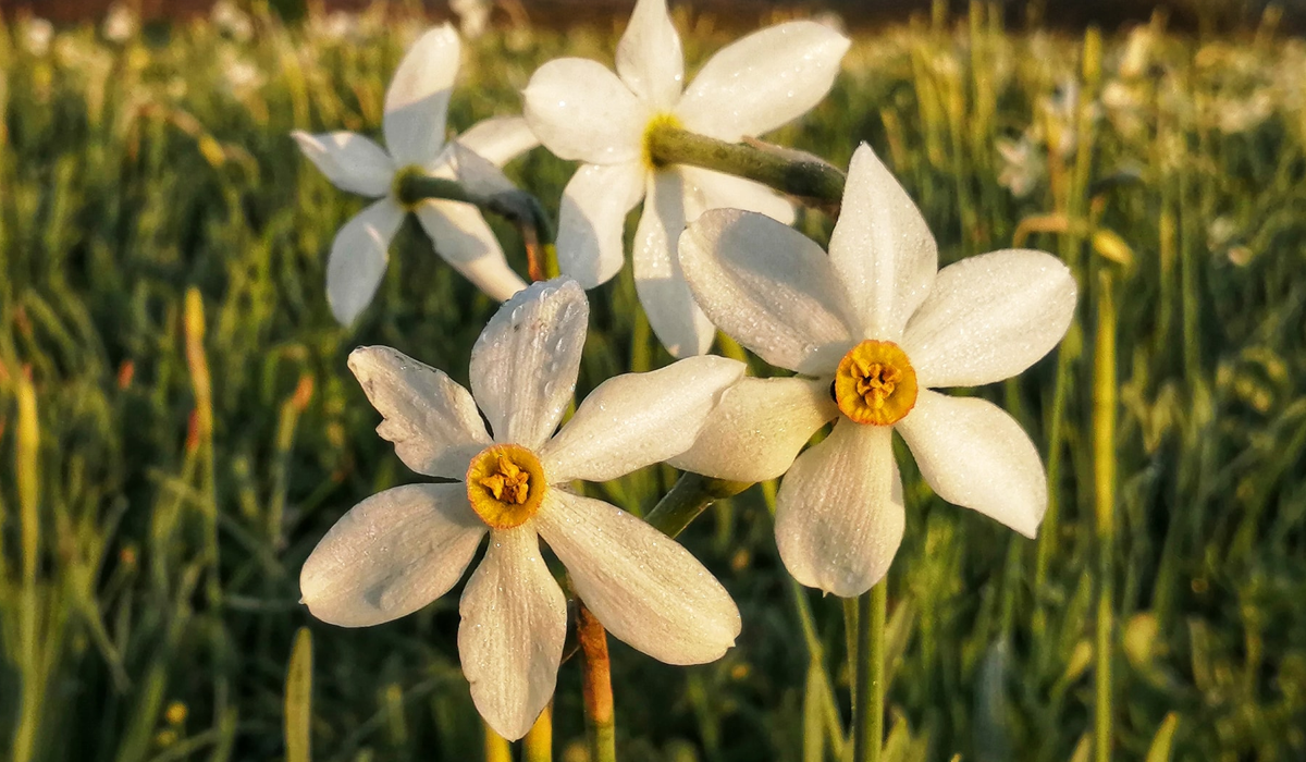 Долина нарцисів на Закарпатті відновила роботу: свіжі фото заповідника