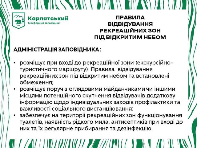 Долина нарцисів на Закарпатті відновила роботу: свіжі фото заповідника - фото 403472