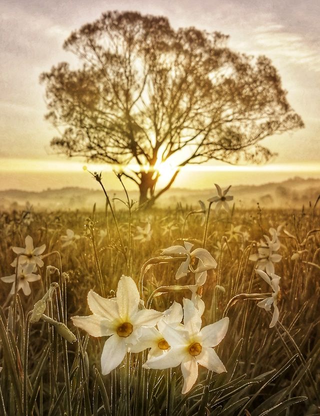 Долина нарцисів на Закарпатті відновила роботу: свіжі фото заповідника - фото 403476