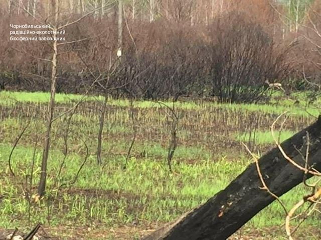 Чорнобильська зона оживає після масштабної пожежі: промовисті фото - фото 403497