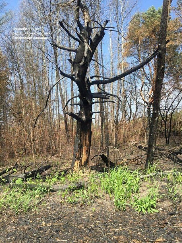 Чорнобильська зона оживає після масштабної пожежі: промовисті фото - фото 403498