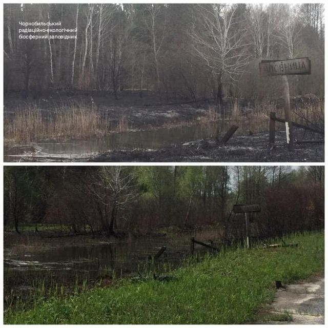 Чорнобильська зона оживає після масштабної пожежі: промовисті фото - фото 403500