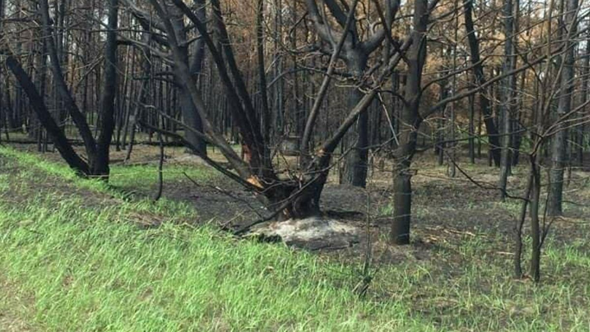 Чорнобильська зона - фото 1