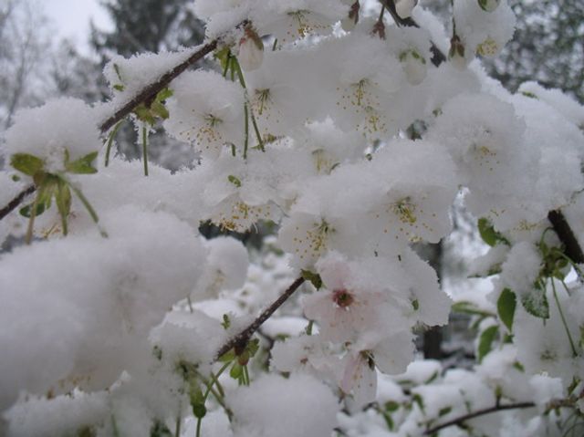 Європу засипало снігом: епічні фото - фото 403552