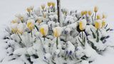 Європу засипало снігом: епічні фото