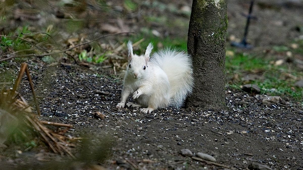 Шотландському фотографу вдалося зняти білку з аномальним кольором шерсті: фотофакт