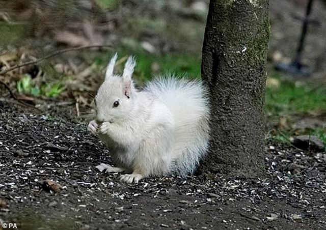 Шотландському фотографу вдалося зняти білку з аномальним кольором шерсті: фотофакт - фото 403562