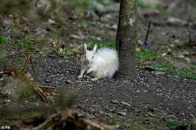 Шотландському фотографу вдалося зняти білку з аномальним кольором шерсті: фотофакт - фото 403563