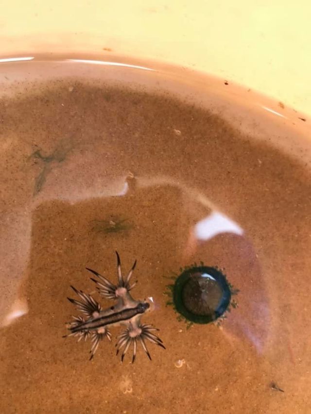 На пляжі у США з'явилися рідкісні блакитні дракони: фото - фото 403761