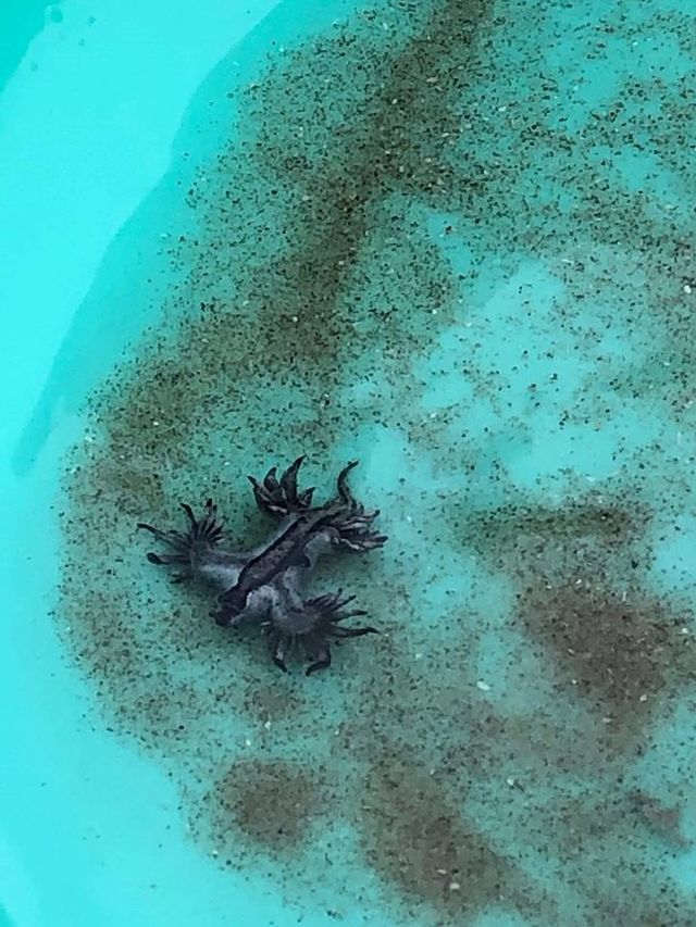 На пляжі у США з'явилися рідкісні блакитні дракони: фото - фото 403763