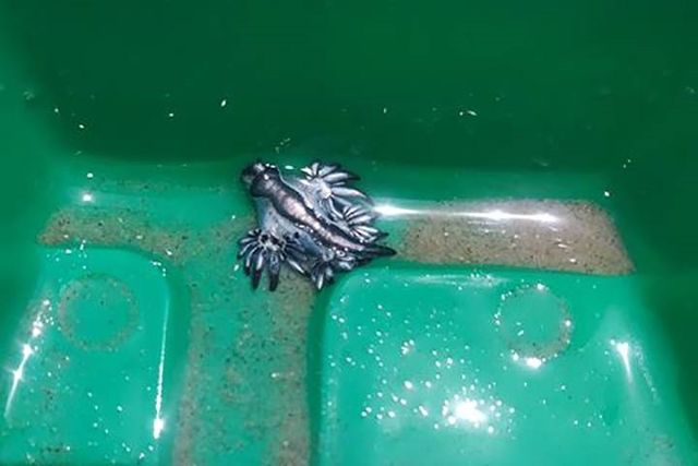 На пляжі у США з'явилися рідкісні блакитні дракони: фото - фото 403764