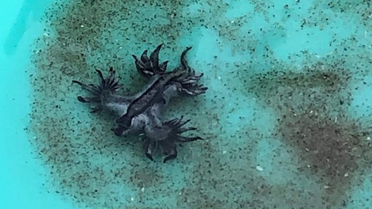 На пляжі у США з'явилися рідкісні блакитні дракони: фото - фото 1