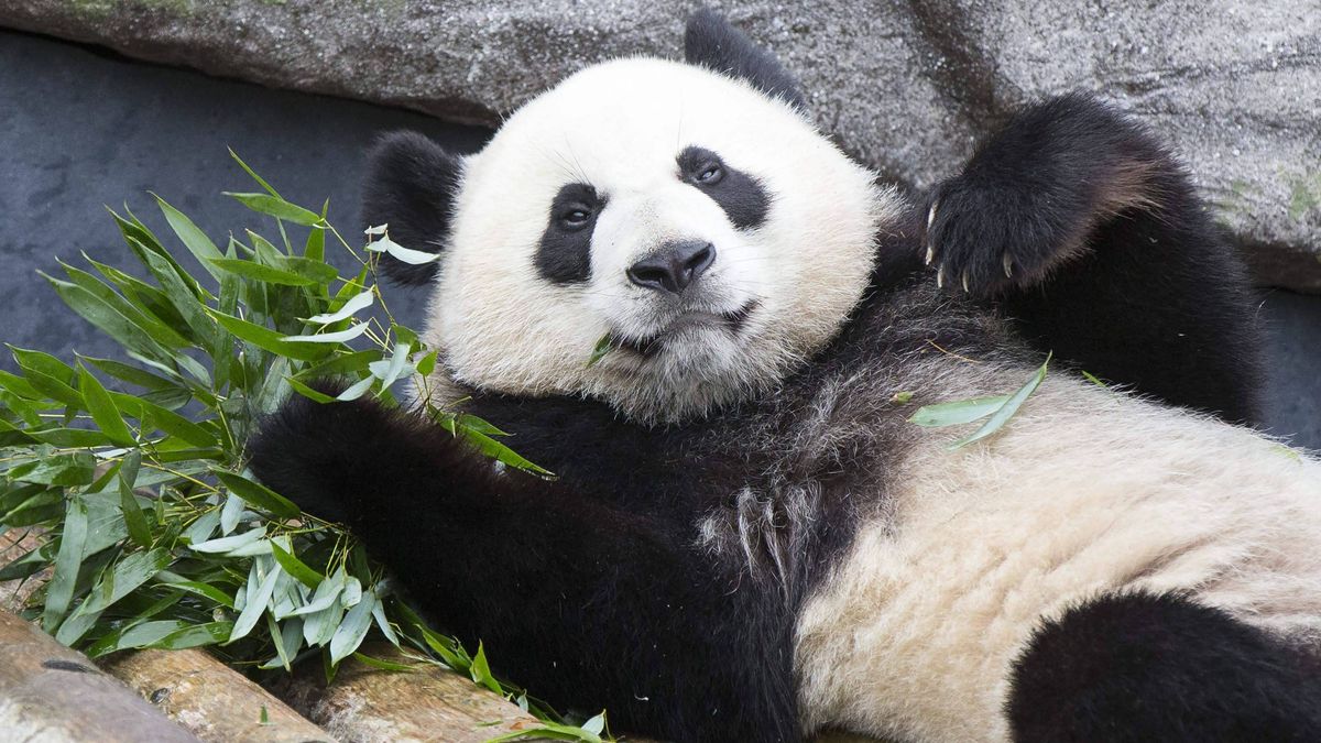 У зоопарку вимушені відправити панд назад до Китаю - фото 1