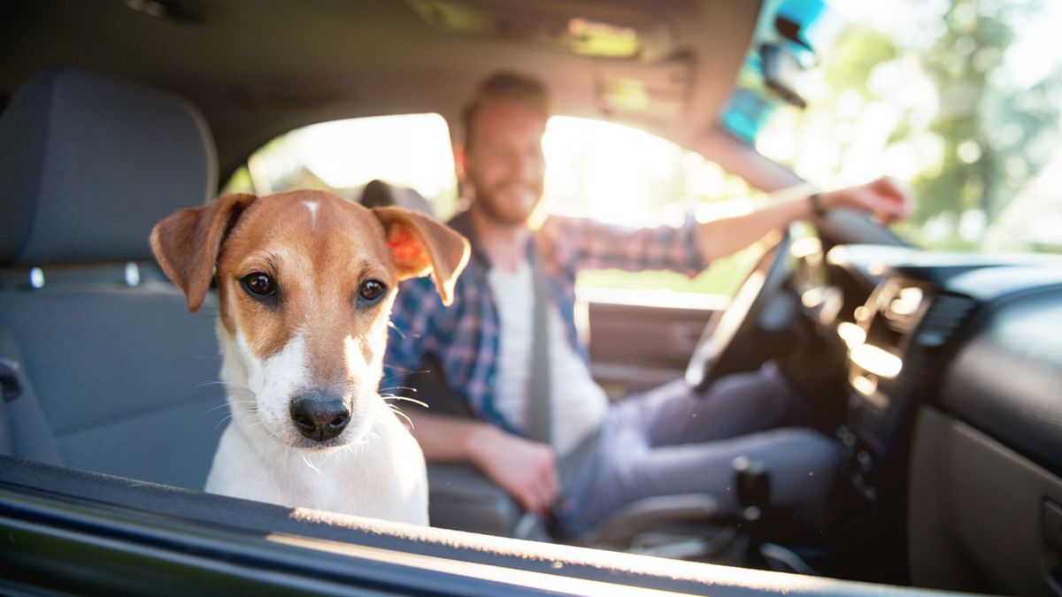 Собака в салоні авто змушує водія бути обережнішим на дорозі - фото 1