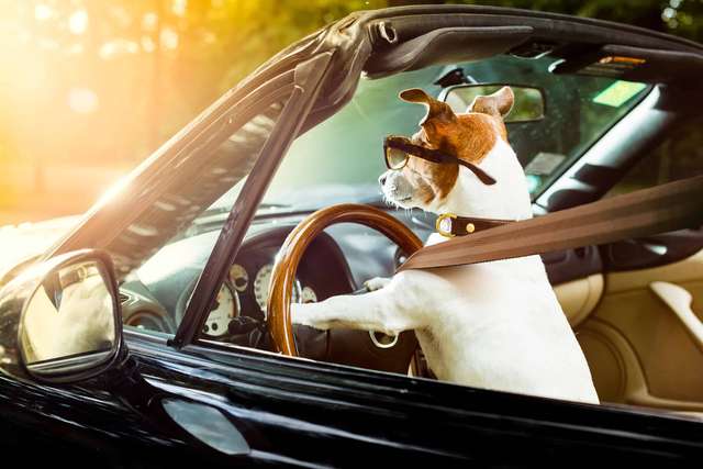 Також собаки допомагають знизити стрес під час їзди - фото 403866