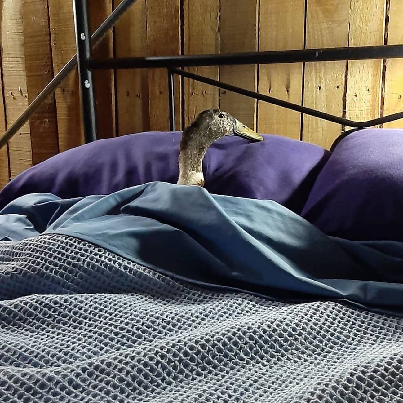 Цей качур з Австралії показує, як потрібно проводити карантин: кумедні відео