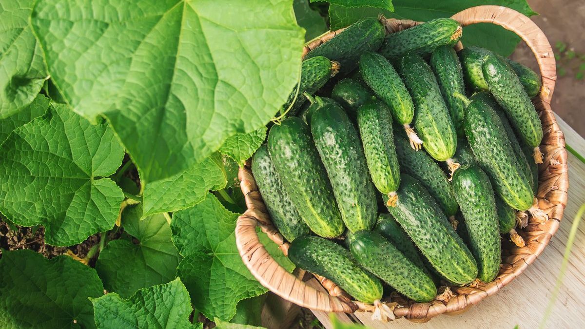 Як зробити огірок смачнішим: дівчина прославилася у мережі через дивну кулінарну хитрість