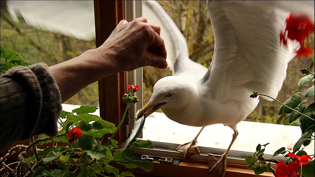 Чому у містах так багато чайок