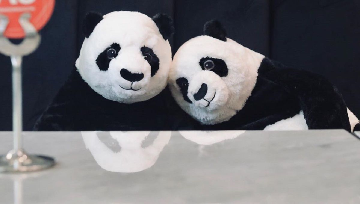 У Таїланді панди допомагають людям дотримувати дистанції в кафе