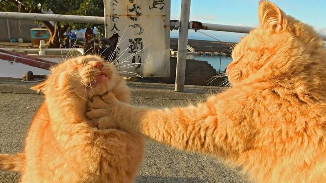 Коти влаштували жорстку бійку під час виходу журналістки у прямий ефір: курйозне відео - фото 1