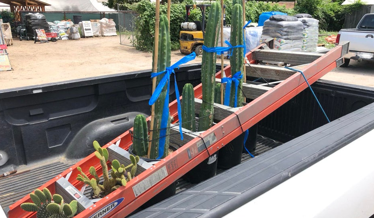 Перевезти вазони в автівці допоможе драбина - фото 1