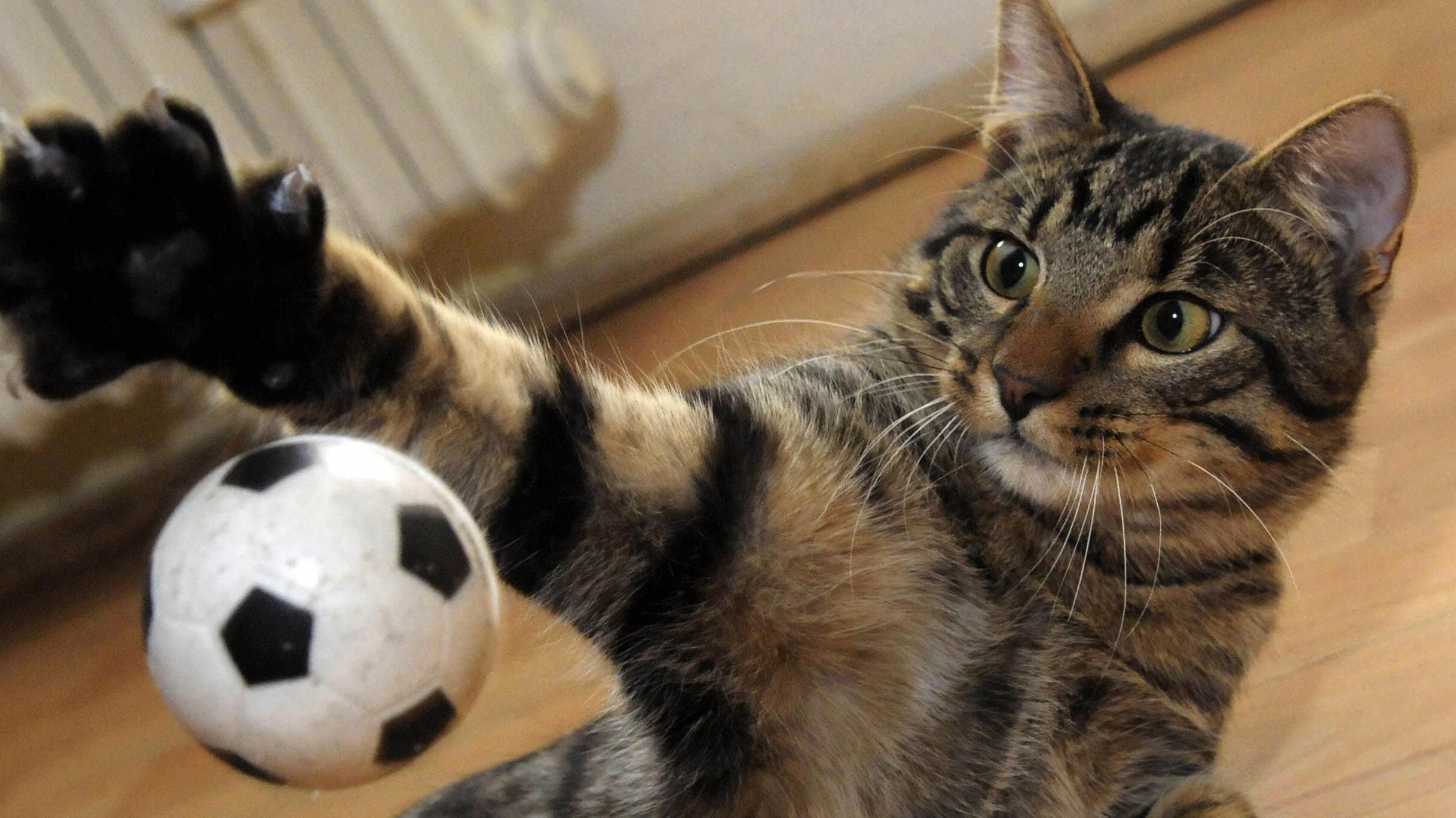 Кіт, який майстерно відбиває голи, став зіркою мережі: відео - фото 1