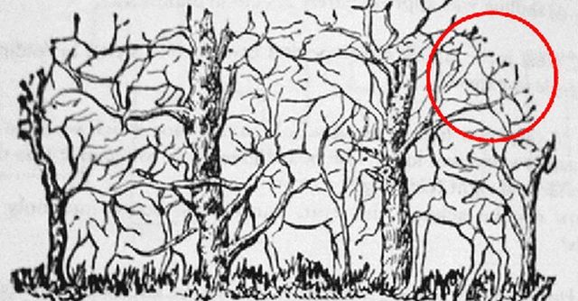 Перша тварина, яку ви побачили на картинці, – що вона говорить про вас? - фото 405107