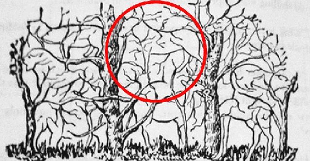 Перша тварина, яку ви побачили на картинці, – що вона говорить про вас? - фото 405108