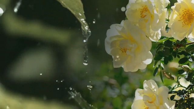 Дощ- фото 405442