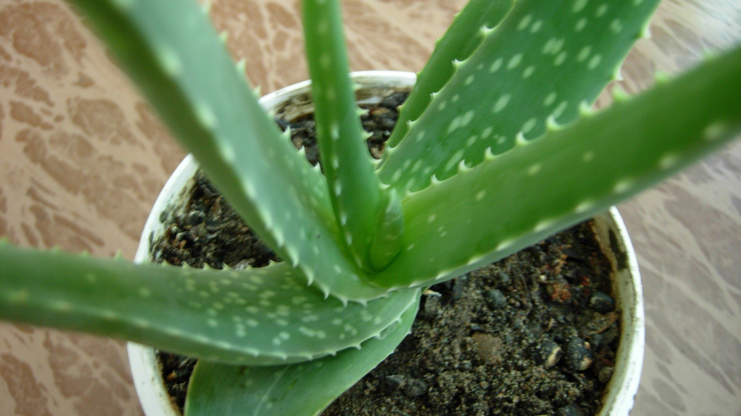 Неймовірна властивість соку алое, про яку багато хто не знає