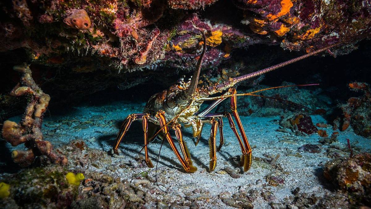Наче рев турбореактивного двигуна: названо найгучніших тварин