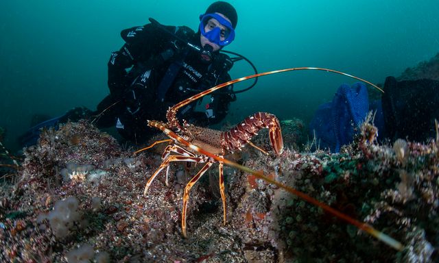 Наче рев турбореактивного двигуна: названо найгучніших тварин - фото 405558