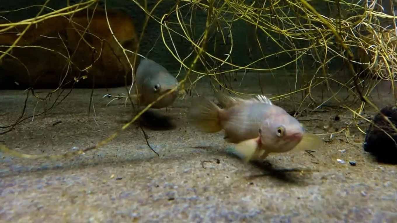 Риби-повзуни - фото 1