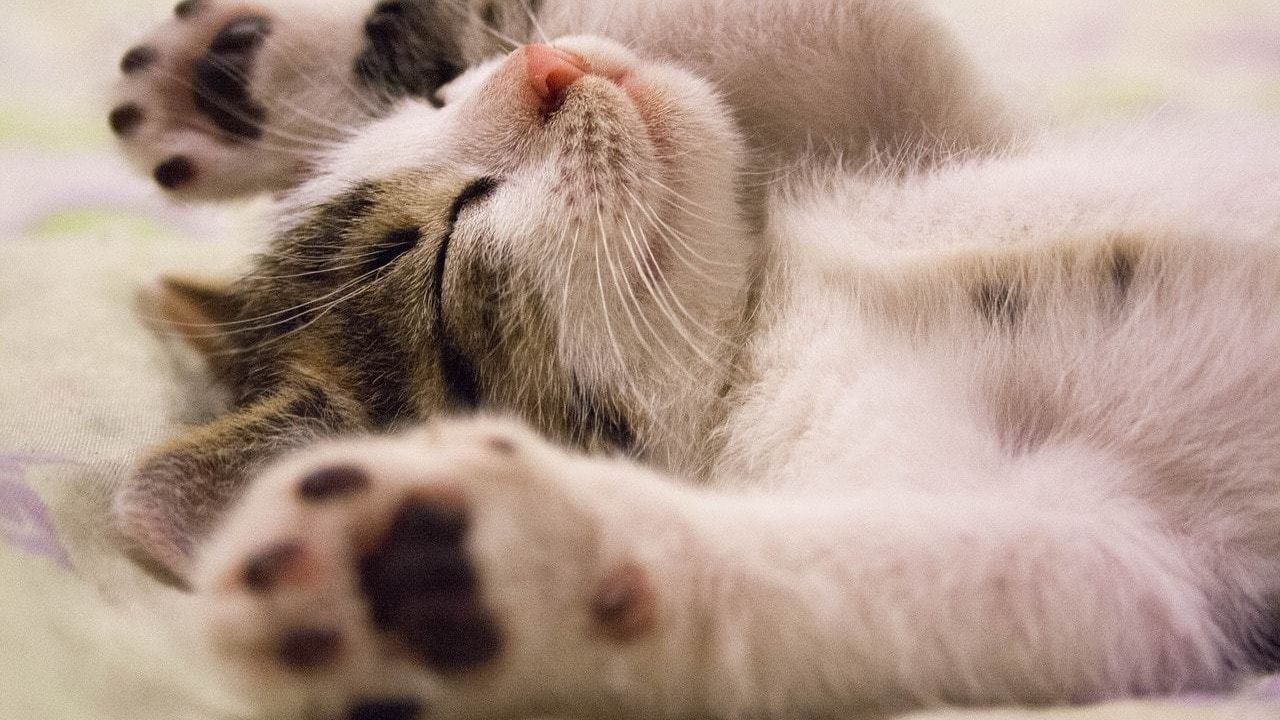 Вчені визнали користь котячого муркотіння