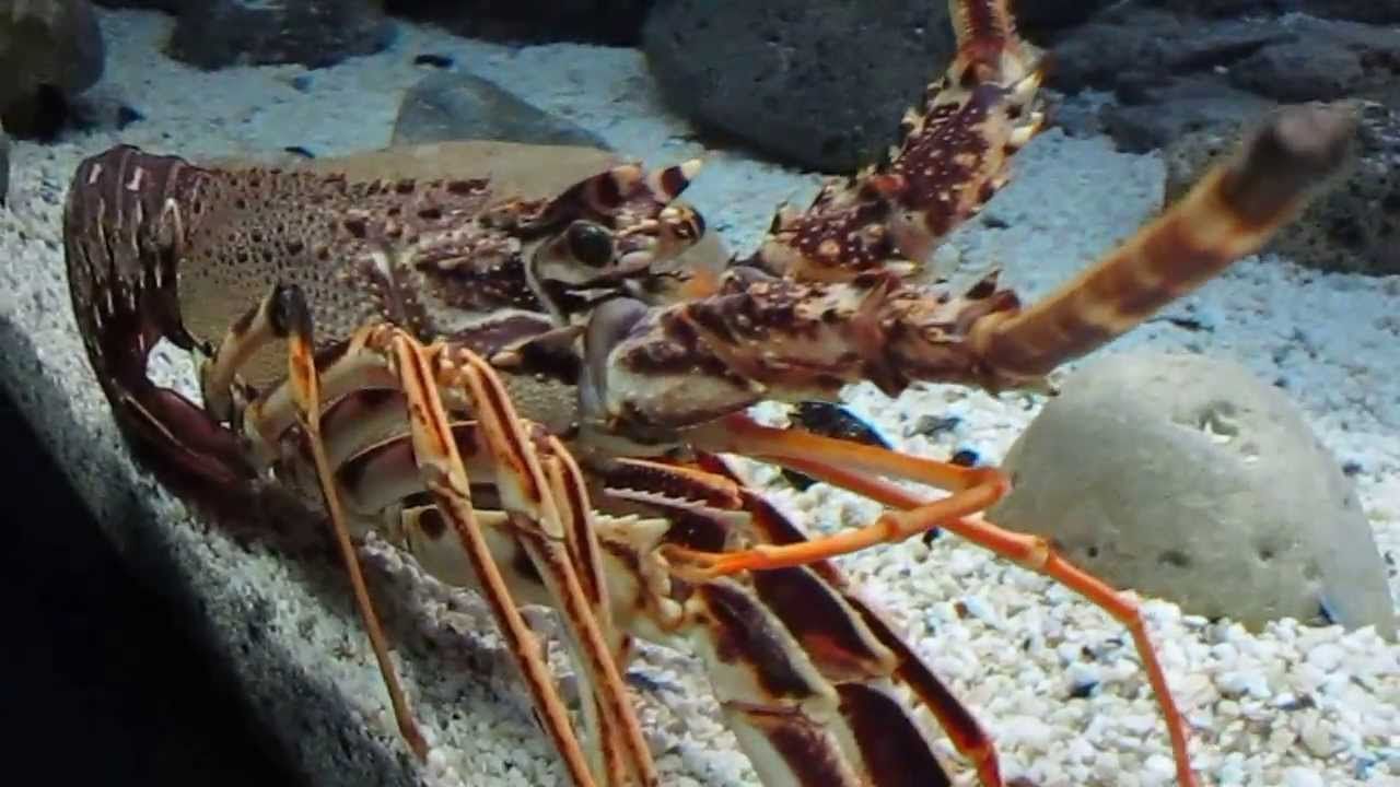 Лангусти - фото 1