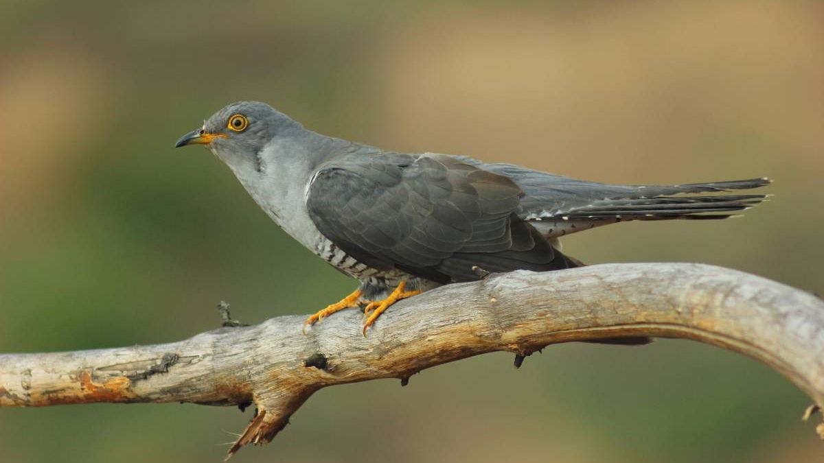 Науковці зафіксували 12000-кілометрову подорож зозулі: фотофакт - фото 1