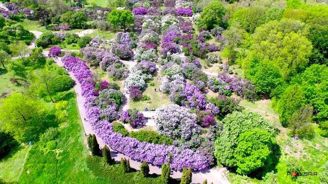 Київський ботанічний сад імені Гришка- фото 406841