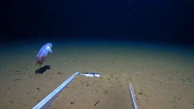Науковці зняли восьминога на рекордній глибині: фотофакт - фото 406995