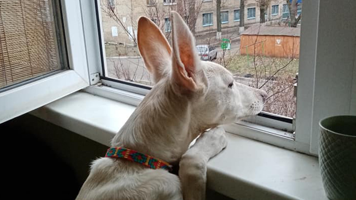 Собаку з найдовшими вухами знайшли в Україні: фото, яке підкорило мережу - фото 1