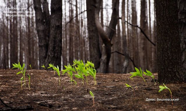 У мережі з'явилися нові вражаючі знімки природи Чорнобиля - фото 407413