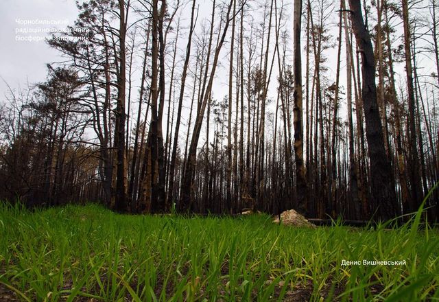 У мережі з'явилися нові вражаючі знімки природи Чорнобиля - фото 407414