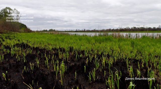 У мережі з'явилися нові вражаючі знімки природи Чорнобиля - фото 407415