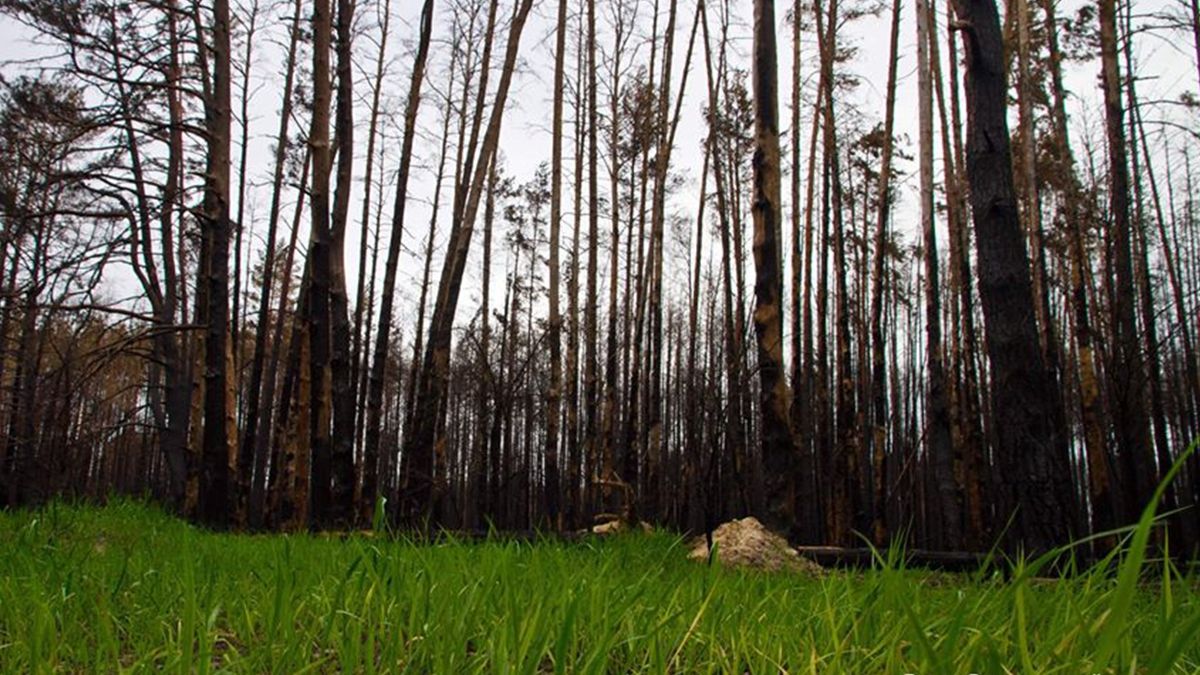 Чорнобильська зона - фото 1