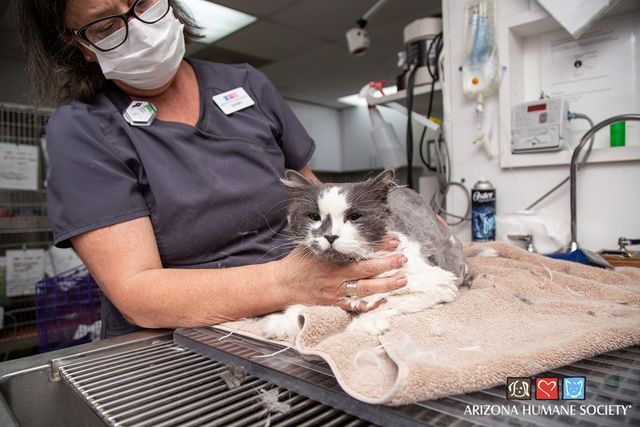 Кішка з аномальною шерстю здивувала мережу: фото ДО і ПІСЛЯ стрижки - фото 407584