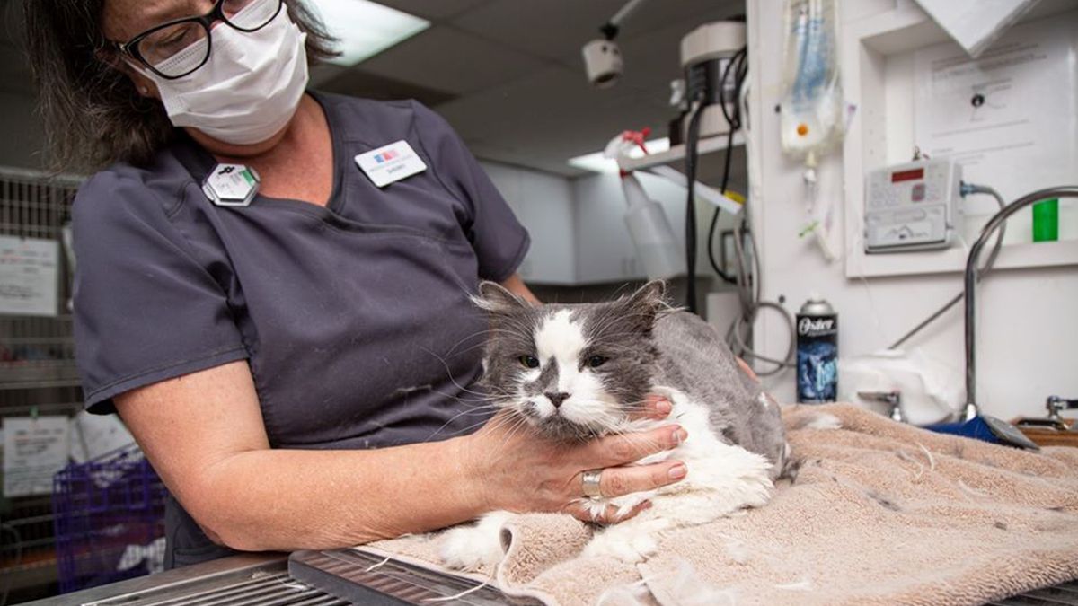 Кішка з аномальною шерстю здивувала мережу: фото ДО і ПІСЛЯ стрижки