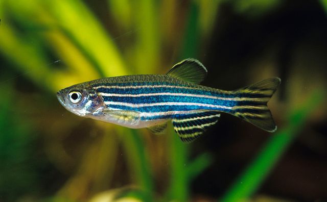 Зебраданіо - фото 407696