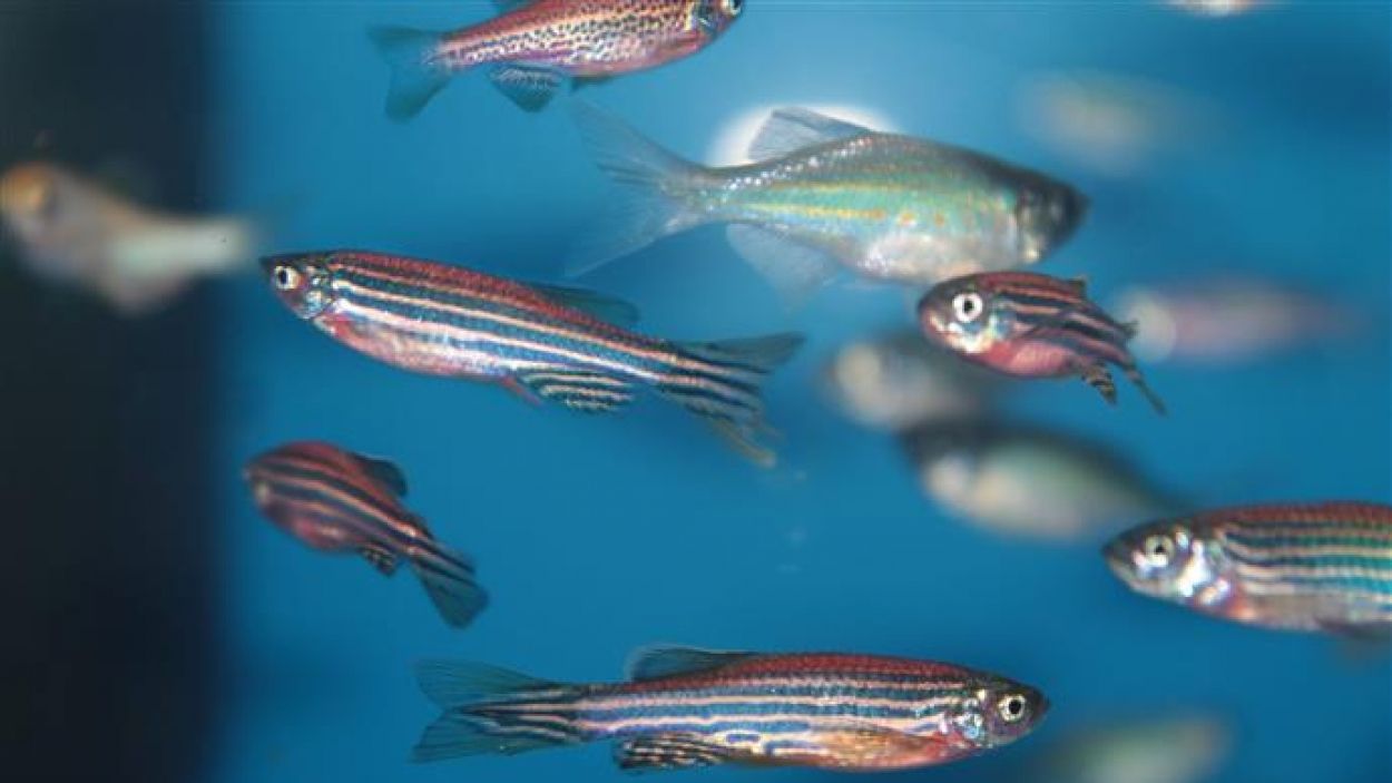 Рибки - фото 1